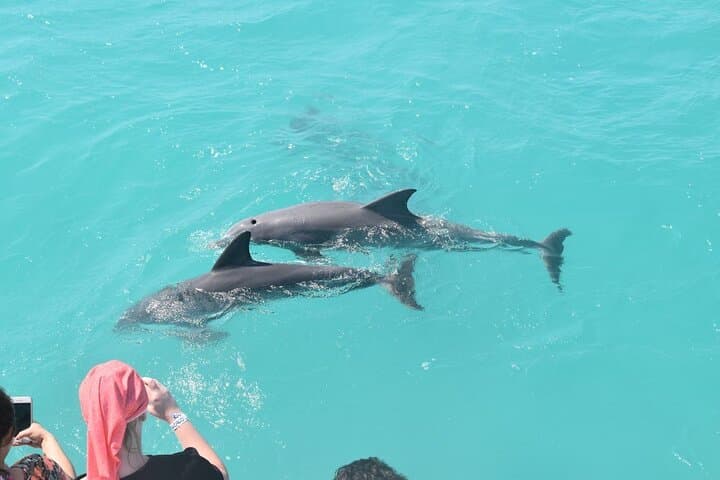 Key West Dolphin and Snorkel Experience: Explore Coral Reefs and Sunset Cruises photo 3