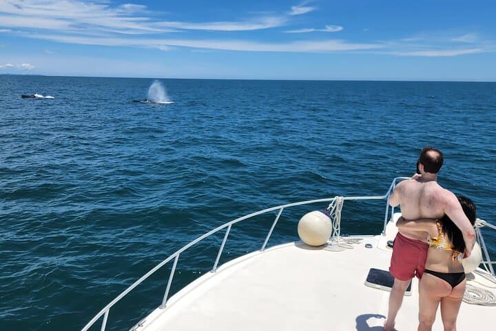 Private Whale Watching in the Pearl Islands on a 46ft Viking Yacht photo 3
