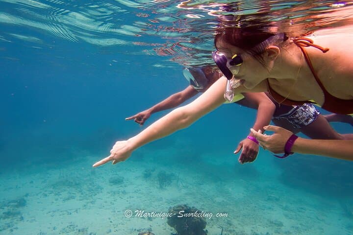 Snorkel the Southern Martinique Coral Gardens: Small-Group Boat Trip photo 4