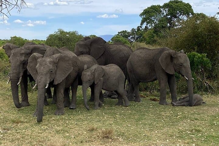 Private Amboseli Overnight Tour: Elephants and Kilimanjaro Views photo 2