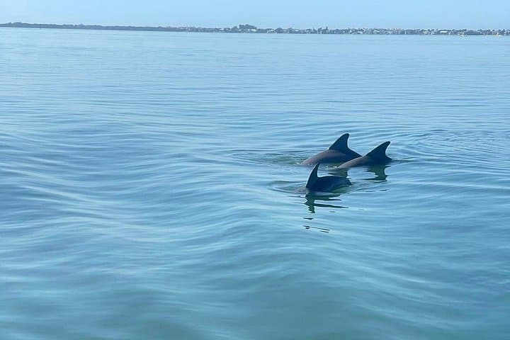 Private 2-Hour Dolphin Watching Cruise in St. Petersburg — St. Pete Eco Cruise photo 3