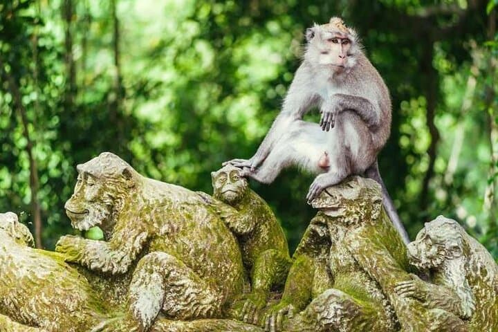 Ubud Full-Day Tour: Monkey Forest, Tegalalang Rice Terraces & Waterfall Escape photo 3