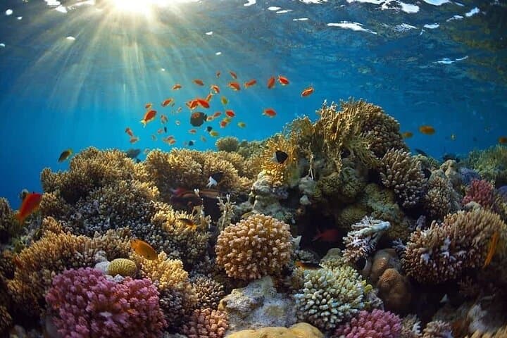 Cham Island Snorkeling Tour from Hoi An — Cu Lao Cham Day Trip photo 6