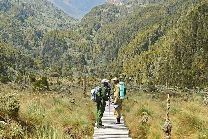 Rwenzori Mountain & Bwindi Gorilla Safari: 13-Day Mountaineering and Gorilla Trekking Expedition photo 3
