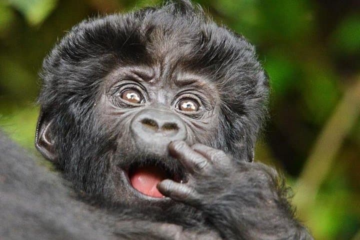 Rwenzori Mountain & Bwindi Gorilla Safari: 13-Day Mountaineering and Gorilla Trekking Expedition photo 4