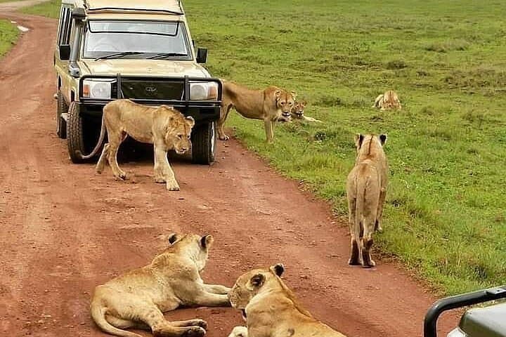 6-Day Luxury Lodge Safari to Lake Manyara, Serengeti, Ngorongoro & Tarangire, Tanzania photo 5