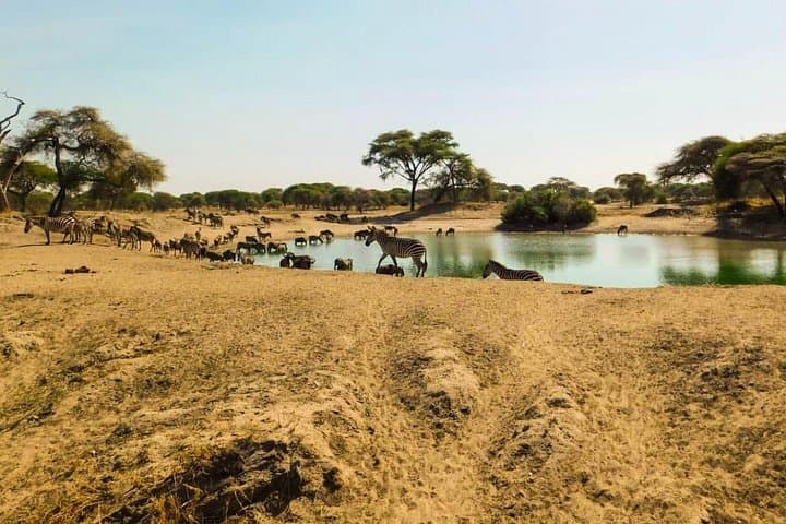 5-Day Mid-Range Lodge Safari: Lake Manyara, Serengeti & Ngorongoro photo 4