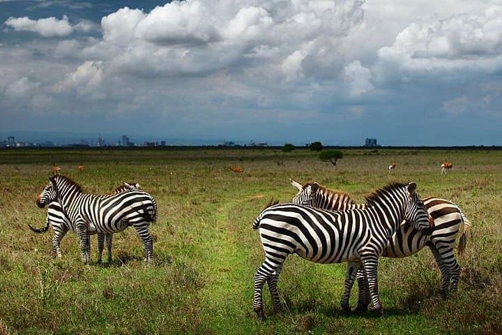 Inside Nairobi’s Wild Heart: National Park and Giraffe Center Day Tour photo 1