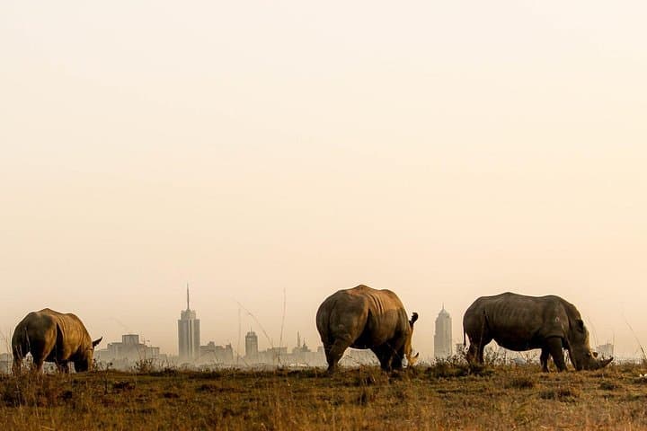 Inside Nairobi’s Wild Heart: National Park and Giraffe Center Day Tour photo 2