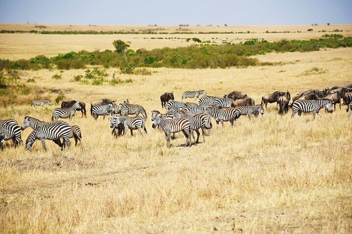 4-Day Masai Mara Guided Safari: Big Five, Mara River & Migration Highlights