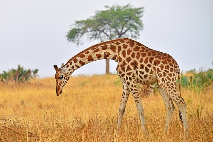 Big Five Kidepo Valley: 5-Day Private Safari in Uganda's Wild Northeast