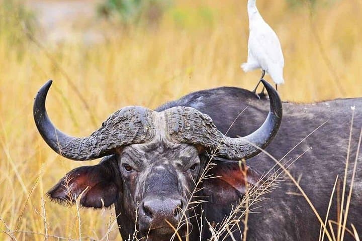 Big Five Kidepo Valley: 5-Day Private Safari in Uganda's Wild Northeast photo 2