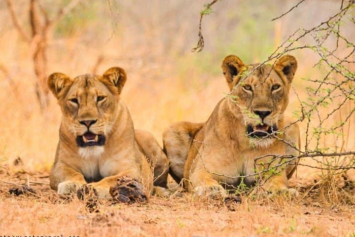 Big Five Kidepo Valley: 5-Day Private Safari in Uganda's Wild Northeast photo 3