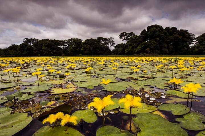 4-Day Pantanal Wildlife Safari from Cuiabá — Jaguars, Birds & River Safaris photo 2