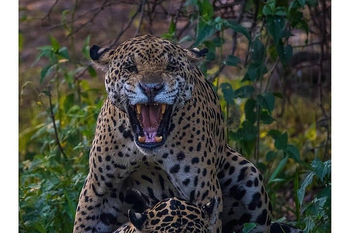 4-Day Pantanal Wildlife Safari from Cuiabá — Jaguars, Birds & River Safaris photo 3