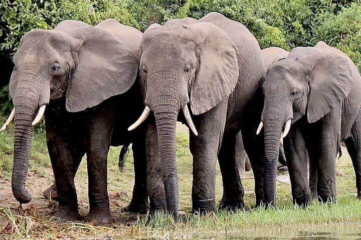 Serengeti 2-Day Safari from Mwanza: Grumeti Game Drives & Mbalageti Camp photo 5