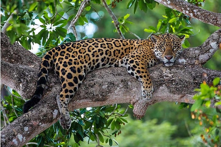 4-Day Pantanal Wildlife Safari from Cuiabá — Jaguars, Birds & River Safaris photo 4