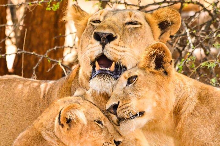 4-Day Fly to Kidepo Safari: Narus Valley & Karamojong Cultural Visit photo 2