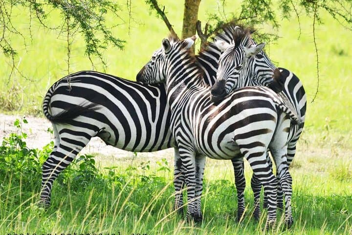 4-Day Fly to Kidepo Safari: Narus Valley & Karamojong Cultural Visit photo 3