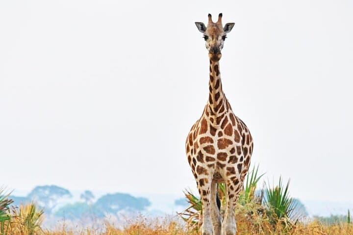 4-Day Fly to Kidepo Safari: Narus Valley & Karamojong Cultural Visit photo 4
