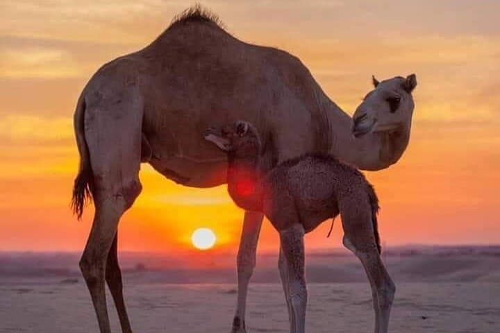 Sunset Camel Ride & Dinner Show in Agafay Desert — Half-Day from Marrakech photo 6