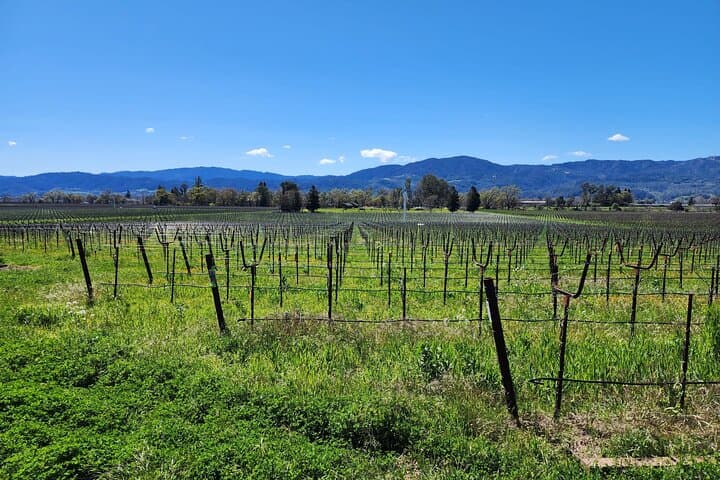 Half-Day Champagne Tour from San Francisco to Sonoma & Napa photo 2