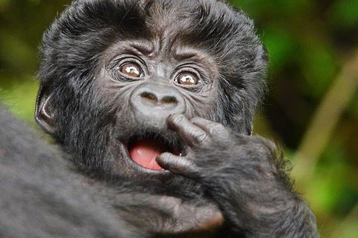 5-Day Uganda Adventure: White-Water Rafting in Jinja and Gorilla Trekking in Mgahinga photo 3