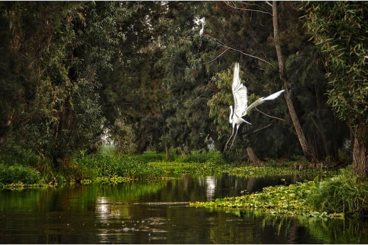 Kayak the Ancient Canals of Xochimilco: 3-Hour Chinampa Paddle photo 3