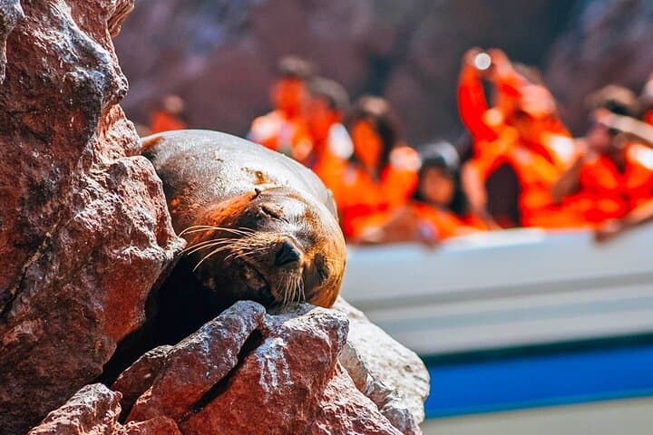 Full-Day Paracas & Huacachina Tour from Lima — Ballestas Islands, Dunes and Pisco Tasting photo 4