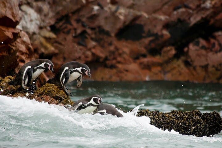 Full-Day Paracas & Huacachina Tour from Lima — Ballestas Islands, Dunes and Pisco Tasting photo 3