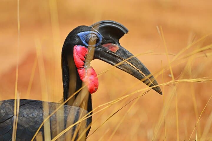 7-Day Uganda Birding & Big Five Safari — Murchison Falls, Shoebill & Chimp Trek photo 3