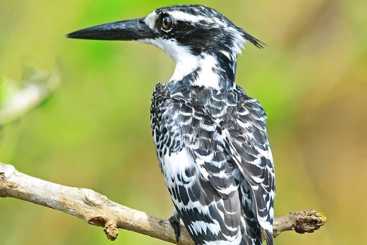 7-Day Uganda Birding & Big Five Safari — Murchison Falls, Shoebill & Chimp Trek photo 4