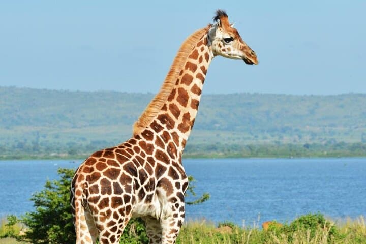 7-Day Uganda Birding & Big Five Safari — Murchison Falls, Shoebill & Chimp Trek photo 6