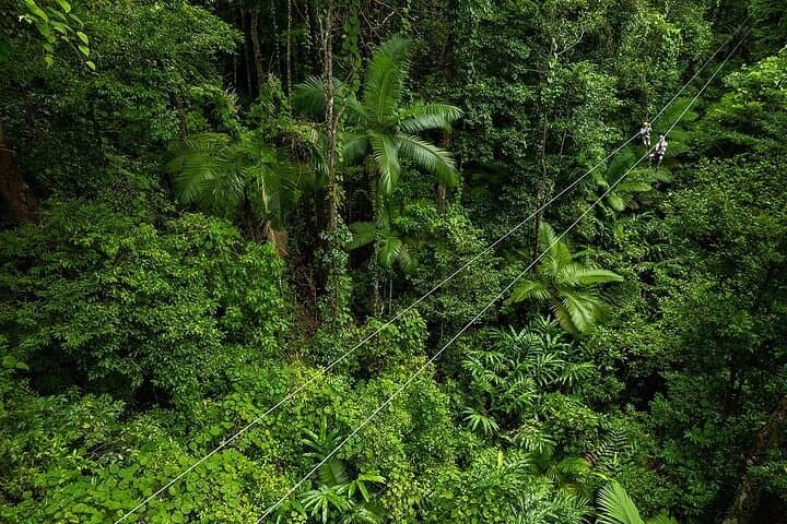 Ziplining Cape Tribulation: Treetops Adventures Rainforest Canopy Tour photo 3