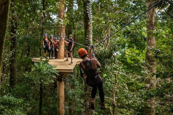 Ziplining Cape Tribulation: Treetops Adventures Rainforest Canopy Tour photo 5