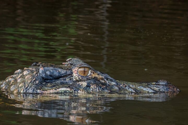 One-Day Puyo Jungle Tour: Canoes, Waterfalls & Giant Paiche in the Ecuadorian Amazon photo 6