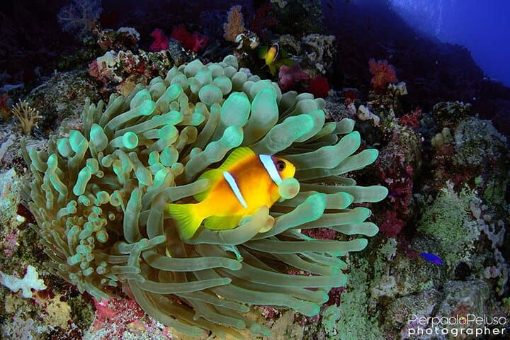 First-Time Scuba in Sharm El Sheikh — Discover Ras Mohamed & White Island photo 4