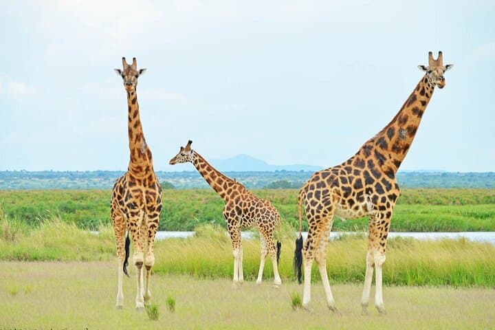 12-Day Gorillas, Chimps Trekking & Wildlife Budget Safari in Uganda