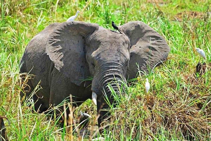 12-Day Gorillas, Chimps Trekking & Wildlife Budget Safari in Uganda photo 2