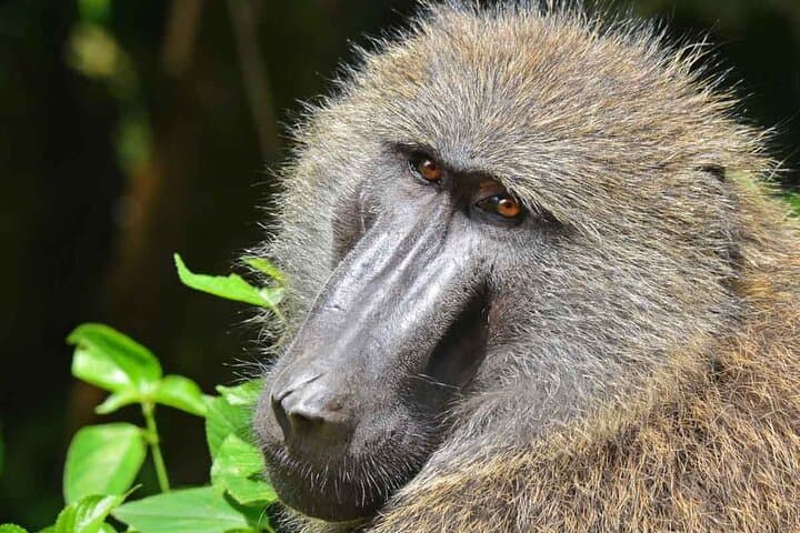 12-Day Gorillas, Chimps Trekking & Wildlife Budget Safari in Uganda photo 4