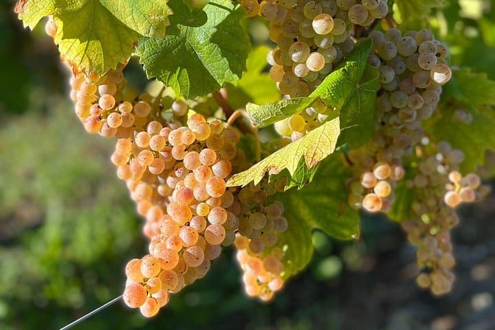 Combe de Savoie Wine Tour from Annecy: Chignin, Mondeuse & Alpine Tastings photo 3