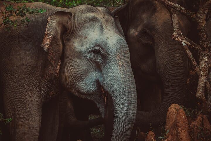 15-Day Private Sri Lanka Tour with Driver — Culture, Wildlife & Hill Country
