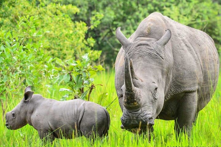 Uganda Primate Safari: 10-Day Chimp & Gorilla Trekking Adventure