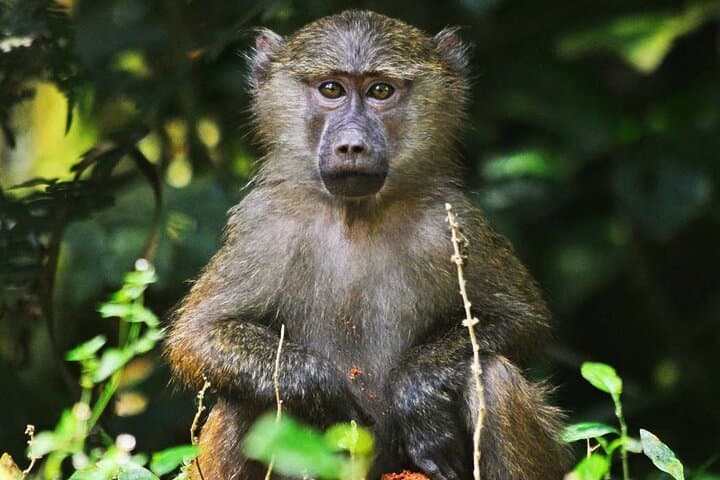 Uganda Primate Safari: 10-Day Chimp & Gorilla Trekking Adventure photo 4