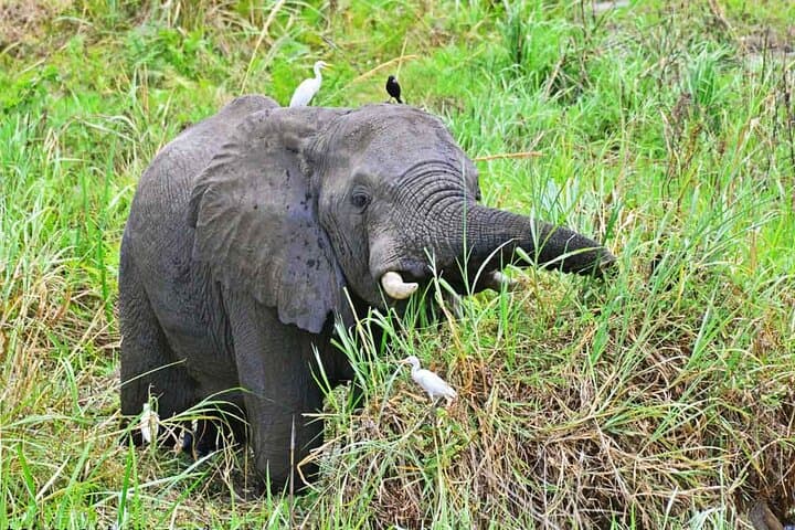 Uganda Primate Safari: 10-Day Chimp & Gorilla Trekking Adventure photo 5