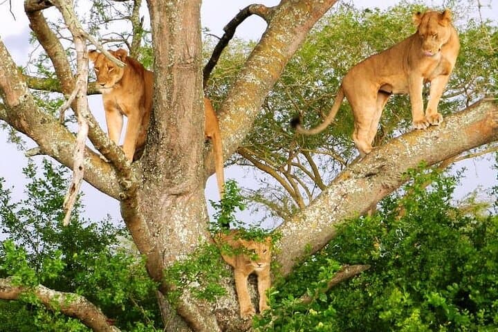 Uganda Primate Safari: 10-Day Chimp & Gorilla Trekking Adventure photo 6