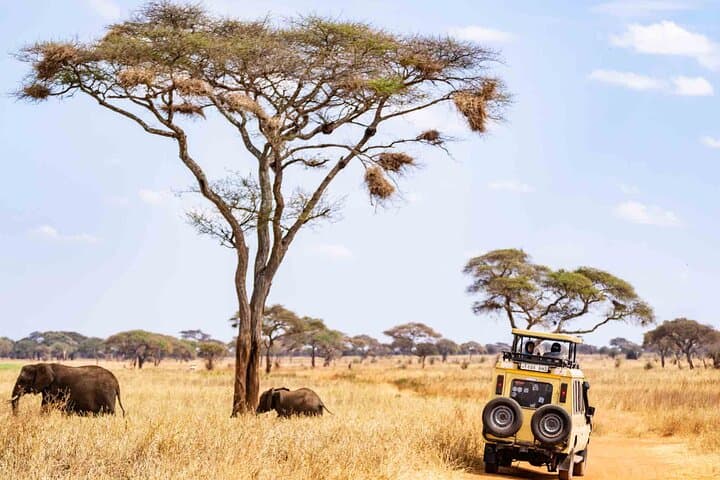 5-Day Private Tarangire-Serengeti-Ngorongoro-Manyara Safari photo 2