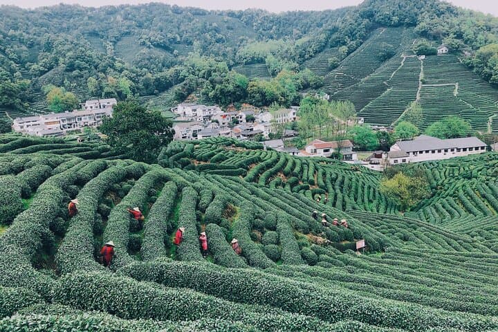 Half-Day Jiuxi Stream Walk and Longjing Tea Plantation Experience in Hangzhou photo 3