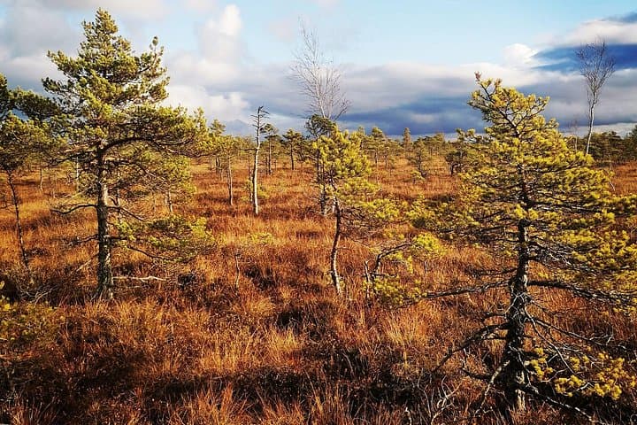 Kemeri Bog Boardwalk: Guided Bog Walk, Birding & Mineral Springs near Jurmala