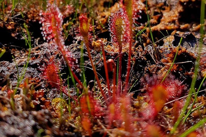 Kemeri Bog Boardwalk: Guided Bog Walk, Birding & Mineral Springs near Jurmala photo 4